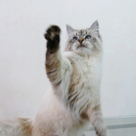 Chatte Siberienne Neva Chatterie Perle Anjo Chatons Siberiens Hypoallergenique Chatte Siberienne Neva Chatterie Perle Anjo Chatons Siberiens Hypoallergenique