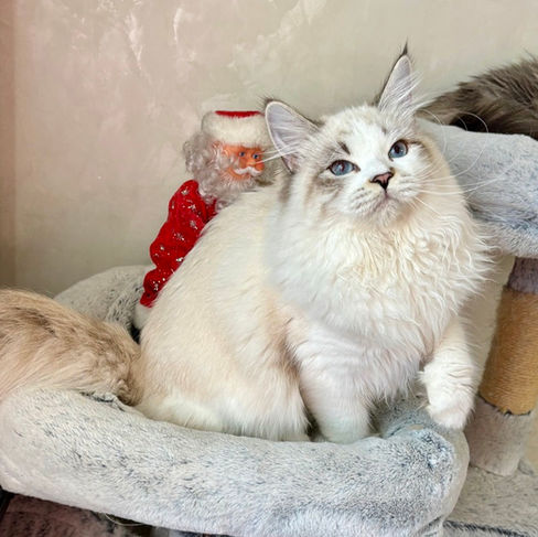 chaton sibérien néva masquerade