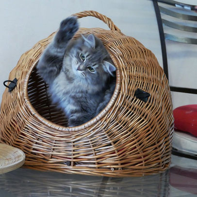 Chat sibérien traditionnel blue blotched tabby chatterie Perle d'Anjou