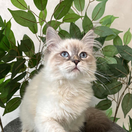 Neva Siberian Cat