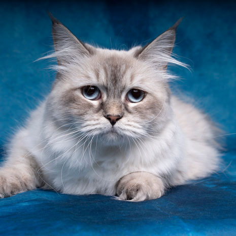 Neva Siberian Cat