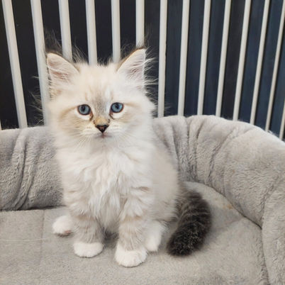 Chaton Sibérien Néva Magic Symphony