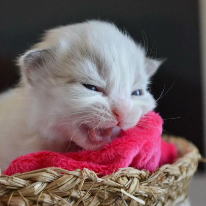 chaton sibérien néva