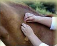 horse massage.jpg