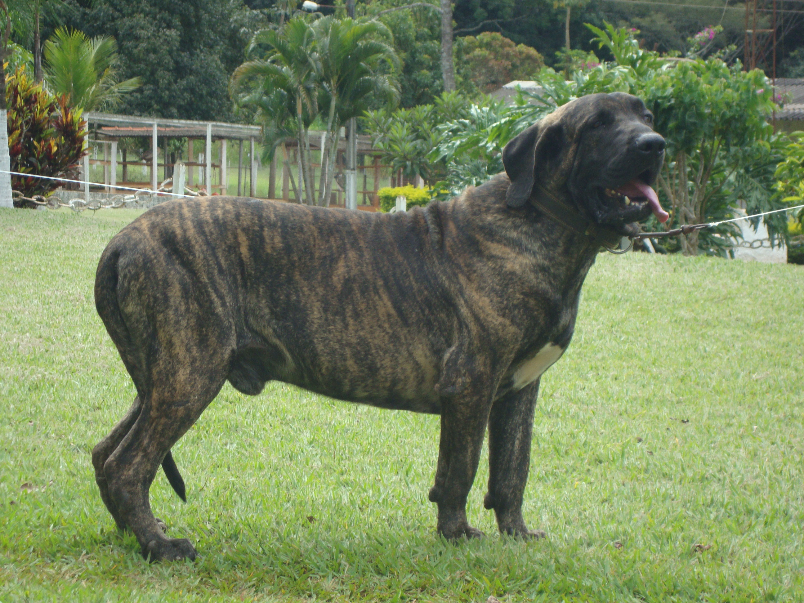 Cachorro Reprodutor 6 anos (2)