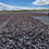 Miniatura: Dulse