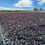 Miniatura: Dulse