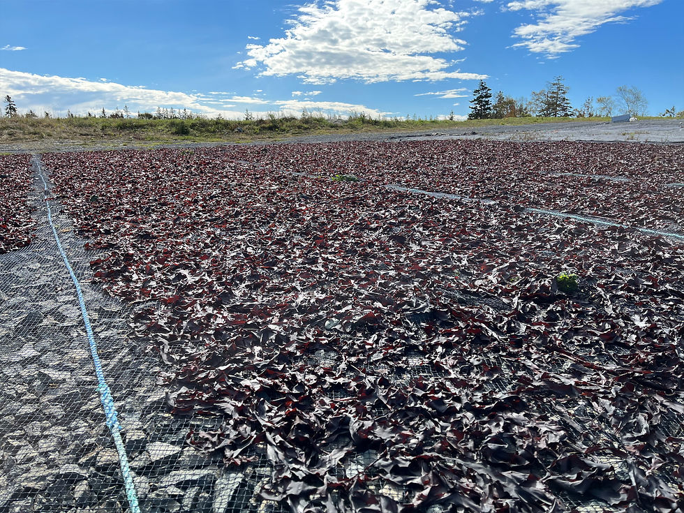 Miniatura: Dulse