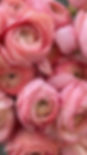 Peony
