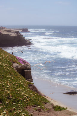 La Jolla Cove