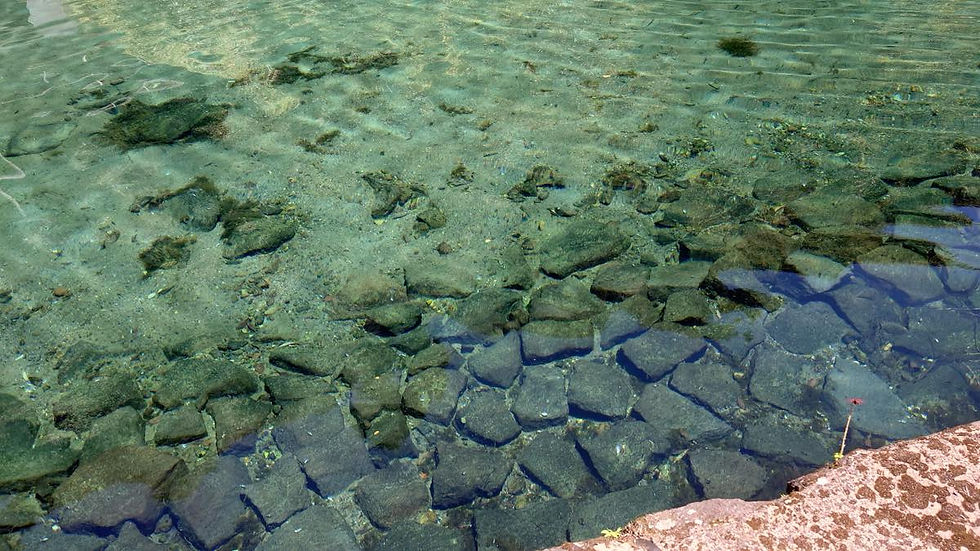 「そうめん流し」でも有名な竹中池の澄んだ水