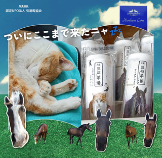 ナリタブライアンと肩を並べる牧場猫の「メト」🐴😼 等身大クッションにもなりました⁉️