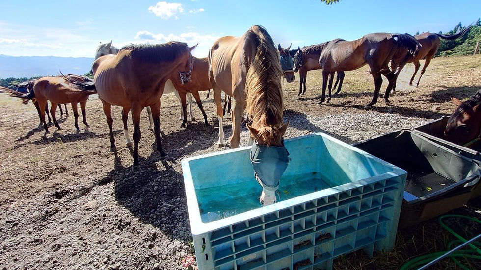 ボスを先頭に、新しい水場で水を飲む馬たち