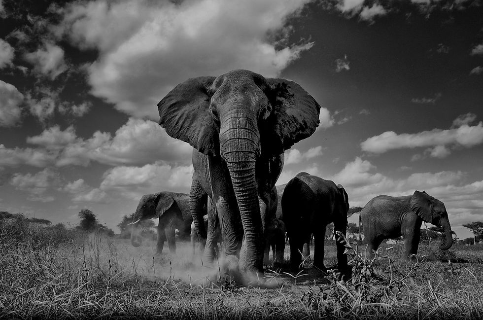 A Day on Safari in Africa