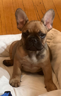 french bulldog puppy