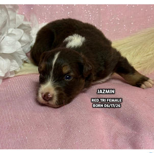 Australian Shepherd puppies in Connecticut
Australian Shepherd puppies in Bethany, Connecticut
Red tricolor Australian Shepherd puppies
Black tricolor Australian Shepherd puppies in Connecticut
Blue Merlie Australian Shepherd puppies in Connecticut
Red Merle Australian Shepherd puppies in Connecticut
Australian Shepherd puppies for adoption in Connecticut
Australian Shepherd puppies for adoption in Connecticut
Australian Shepherd breeders in Connecticut
Aussie puppies in Connection
Aussie puppies for adoption in Connecticut