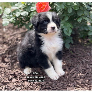 Australian Shepherd puppies in Connecticut
Australian Shepherd puppies in Bethany, Connecticut
Red tricolor Australian Shepherd puppies
Black tricolor Australian Shepherd puppies in Connecticut
Blue Merlie Australian Shepherd puppies in Connecticut
Red Merle Australian Shepherd puppies in Connecticut
Australian Shepherd puppies for adoption in Connecticut
Australian Shepherd puppies for adoption in Connecticut
Australian Shepherd breeders in Connecticut
Aussie puppies in Connection
Aussie puppies for adoption in Connecticut