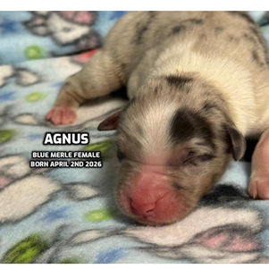 Australian Shepherd puppies in Connecticut
Australian Shepherd puppies in Bethany, Connecticut
Red tricolor Australian Shepherd puppies
Black tricolor Australian Shepherd puppies in Connecticut
Blue Merlie Australian Shepherd puppies in Connecticut
Red Merle Australian Shepherd puppies in Connecticut
Australian Shepherd puppies for adoption in Connecticut
Australian Shepherd puppies for adoption in Connecticut
Australian Shepherd breeders in Connecticut
Aussie puppies in Connection
Aussie puppies for adoption in Connecticut