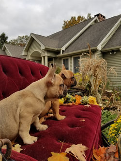 french bulldog puppy