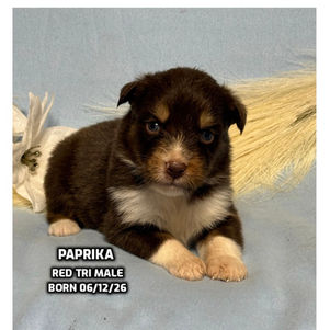 Australian Shepherd puppies in Connecticut
Australian Shepherd puppies in Bethany, Connecticut
Red tricolor Australian Shepherd puppies
Black tricolor Australian Shepherd puppies in Connecticut
Blue Merlie Australian Shepherd puppies in Connecticut
Red Merle Australian Shepherd puppies in Connecticut
Australian Shepherd puppies for adoption in Connecticut
Australian Shepherd puppies for adoption in Connecticut
Australian Shepherd breeders in Connecticut
Aussie puppies in Connection
Aussie puppies for adoption in Connecticut