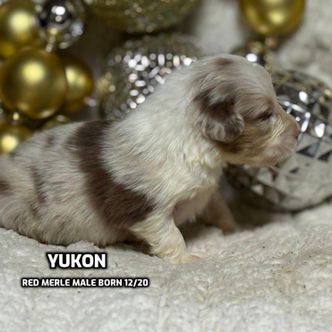 Australian Shepherd puppies in Connecticut
Australian Shepherd puppies in Bethany, Connecticut
Red tricolor Australian Shepherd puppies
Black tricolor Australian Shepherd puppies in Connecticut
Blue Merlie Australian Shepherd puppies in Connecticut
Red Merle Australian Shepherd puppies in Connecticut
Australian Shepherd puppies for adoption in Connecticut
Australian Shepherd puppies for adoption in Connecticut
Australian Shepherd breeders in Connecticut
Aussie puppies in Connection
Aussie puppies for adoption in Connecticut