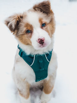 Kelso a red merle aussie puppy with blue eyes