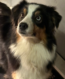 Australian Shepherd Breeder