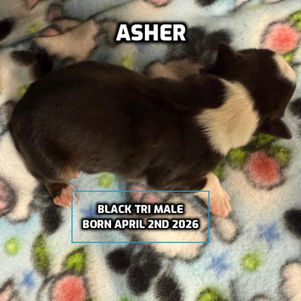 Australian Shepherd puppies in Connecticut
Australian Shepherd puppies in Bethany, Connecticut
Red tricolor Australian Shepherd puppies
Black tricolor Australian Shepherd puppies in Connecticut
Blue Merlie Australian Shepherd puppies in Connecticut
Red Merle Australian Shepherd puppies in Connecticut
Australian Shepherd puppies for adoption in Connecticut
Australian Shepherd puppies for adoption in Connecticut
Australian Shepherd breeders in Connecticut
Aussie puppies in Connection
Aussie puppies for adoption in Connecticut