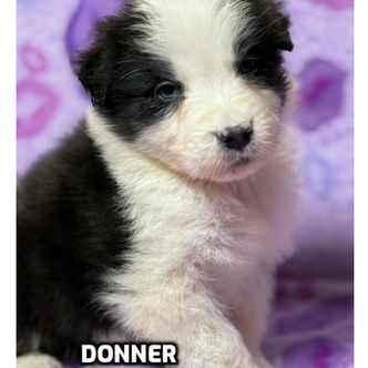 Australian Shepherd puppies in Connecticut
Australian Shepherd puppies in Bethany, Connecticut
Red tricolor Australian Shepherd puppies
Black tricolor Australian Shepherd puppies in Connecticut
Blue Merlie Australian Shepherd puppies in Connecticut
Red Merle Australian Shepherd puppies in Connecticut
Australian Shepherd puppies for adoption in Connecticut
Australian Shepherd puppies for adoption in Connecticut
Australian Shepherd breeders in Connecticut
Aussie puppies in Connection
Aussie puppies for adoption in Connecticut