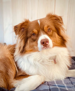 red tri colored australian shepherd