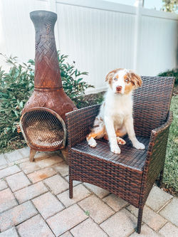 red merle australian shepherd puppy