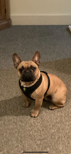 french bulldog puppy