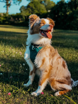 Kelso, red merle australian shepherd