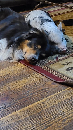 black tri colored australian shepherd
