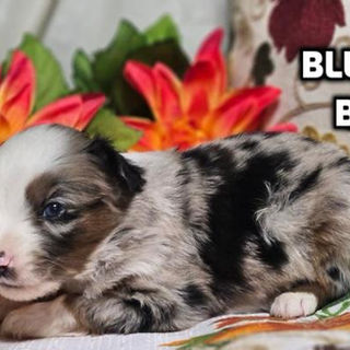 Miniature American Shepherd puppies in Connecticut
Miniature American Shepherd puppies in Bethany, Connecticut
Red tricolor Miniature American Shepherd puppies
Black tricolor Miniature American Shepherd puppies in Connecticut
Blue Merle Miniature American Shepherd puppies in Connecticut
Red Merle Miniature American Shepherd puppies in Connecticut
Miniature American Shepherd puppies for adoption in Connecticut
Miniature American Shepherd puppies for adoption in Connecticut
Miniature Australian Shepherd breeders in Connecticut
Mini Aussie breeders in Connecticut
Mini Aussie breeders in Bethany, Connecticut