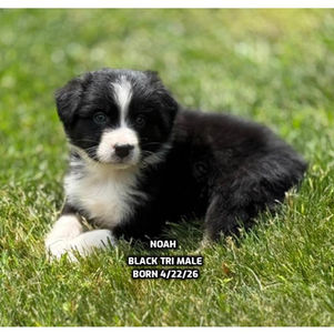 Australian Shepherd puppies in Connecticut
Australian Shepherd puppies in Bethany, Connecticut
Red tricolor Australian Shepherd puppies
Black tricolor Australian Shepherd puppies in Connecticut
Blue Merlie Australian Shepherd puppies in Connecticut
Red Merle Australian Shepherd puppies in Connecticut
Australian Shepherd puppies for adoption in Connecticut
Australian Shepherd puppies for adoption in Connecticut
Australian Shepherd breeders in Connecticut
Aussie puppies in Connection
Aussie puppies for adoption in Connecticut