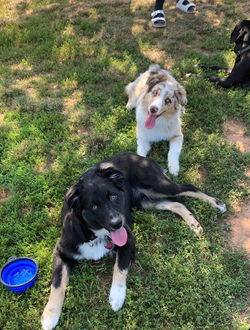 black tri colored and red merle aussies