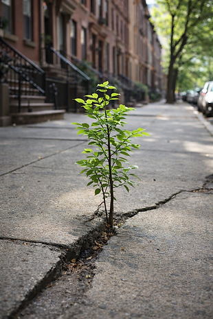 the tree growing through a crack in the sidewalk