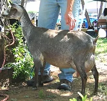 4e9add_67a78cd3f49a47938d1dea5dc8abae68_