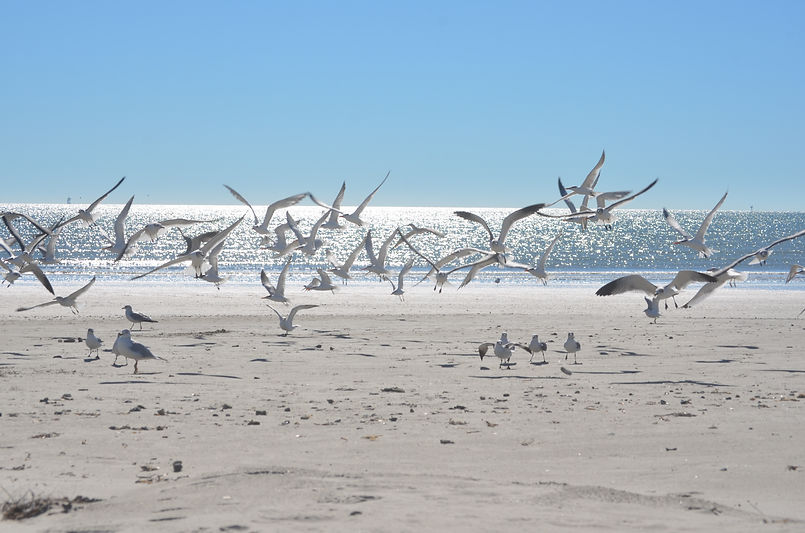 Gulls02.JPG