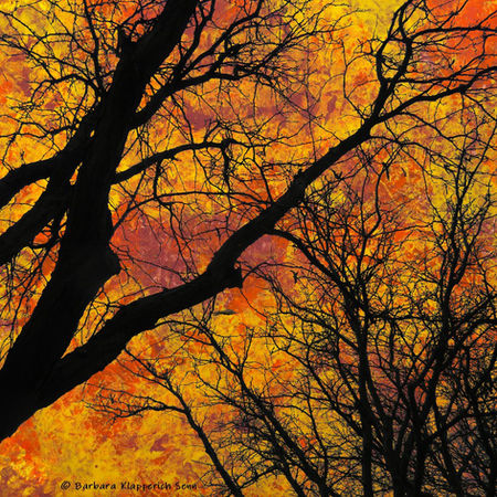 Colorful surreal image of dark trees on an orange and yellow background
© Barbara Klapperich Senn