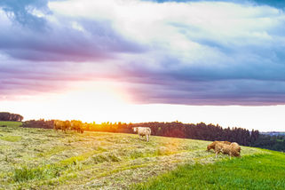 vaches_plateau01.JPG