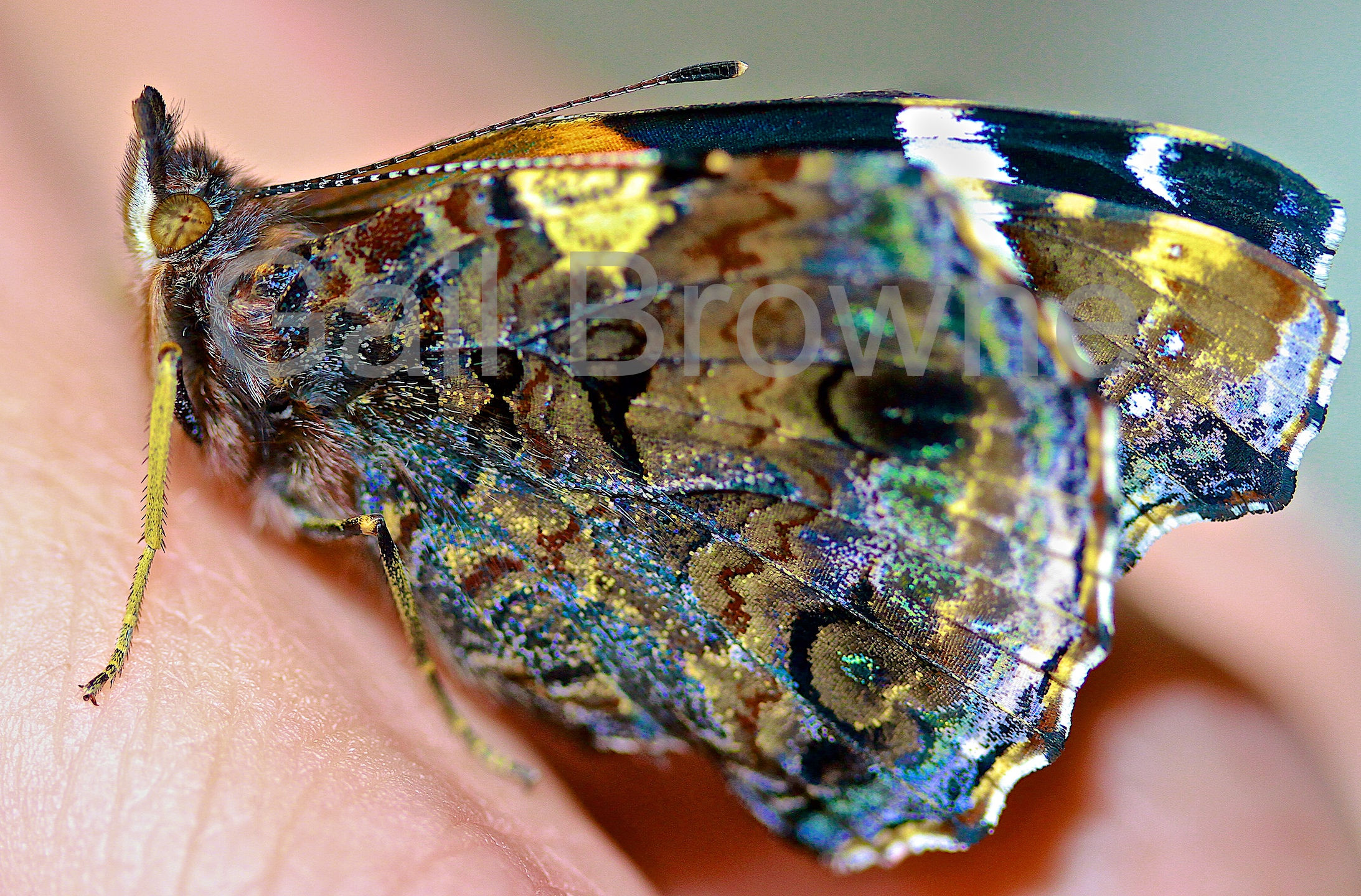 Red Admiral Butterfly
