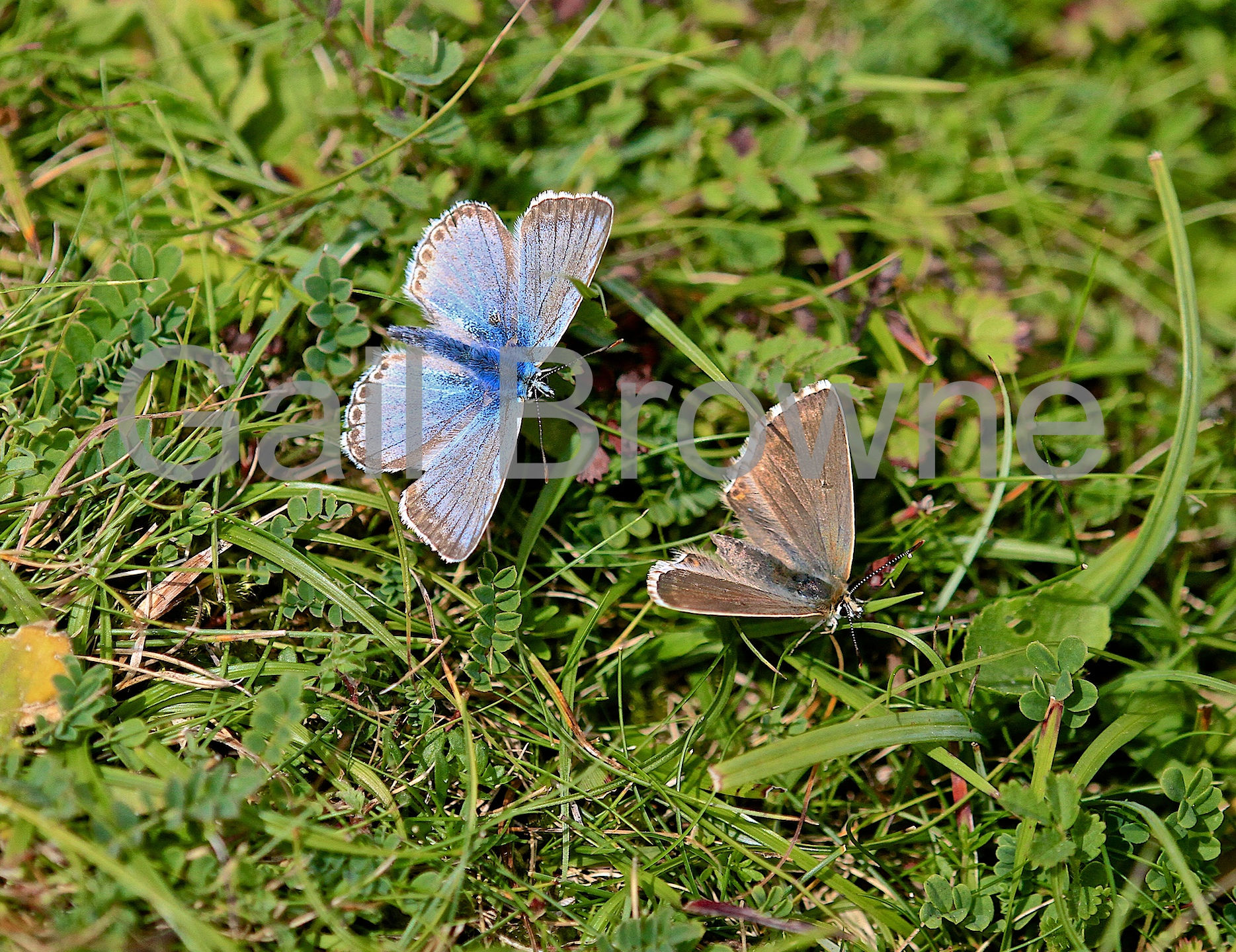 Common Blue Butterflies