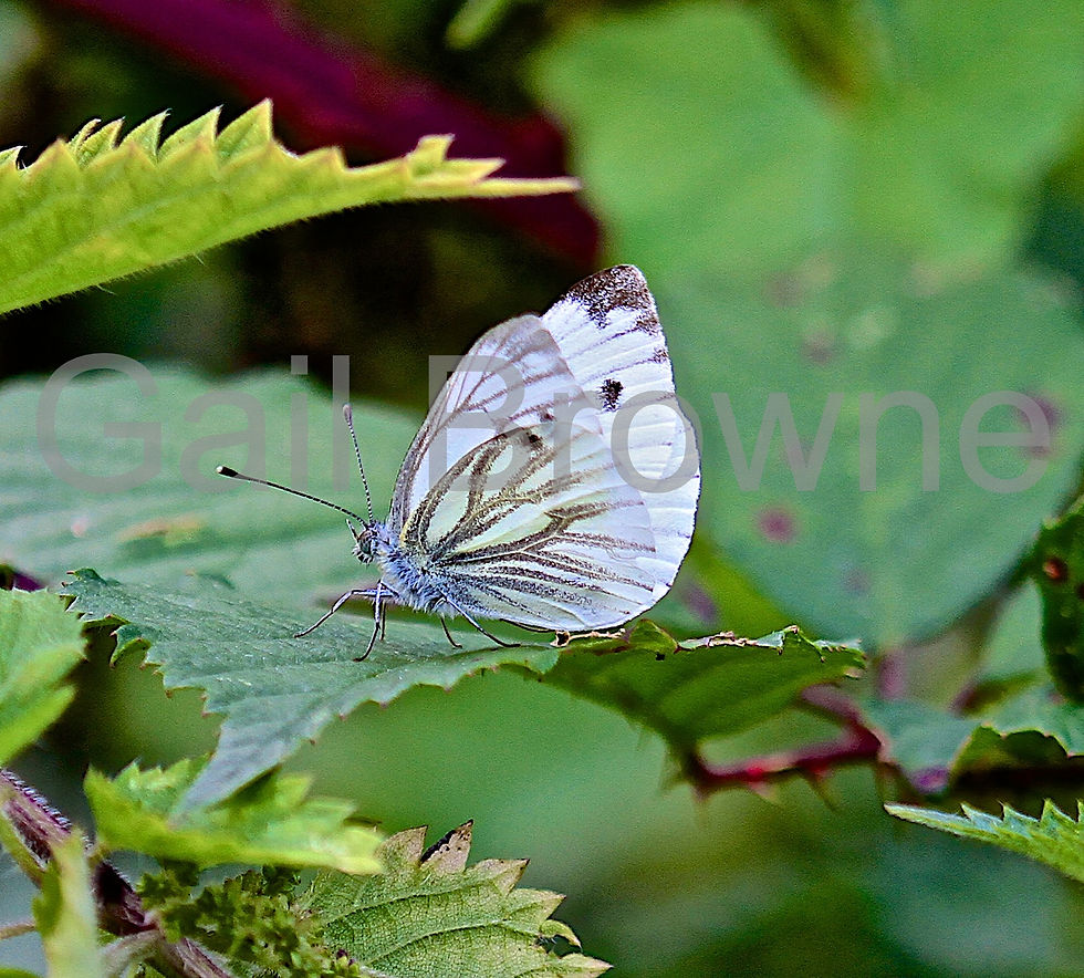 Green Veined White Butterfly