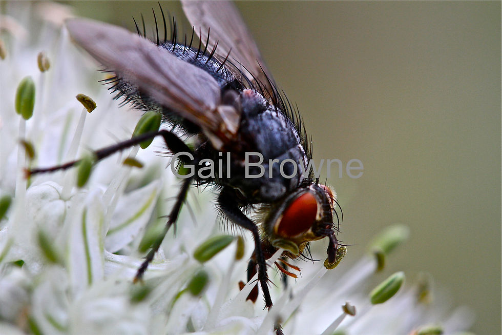 Black Fly on Onion Flower