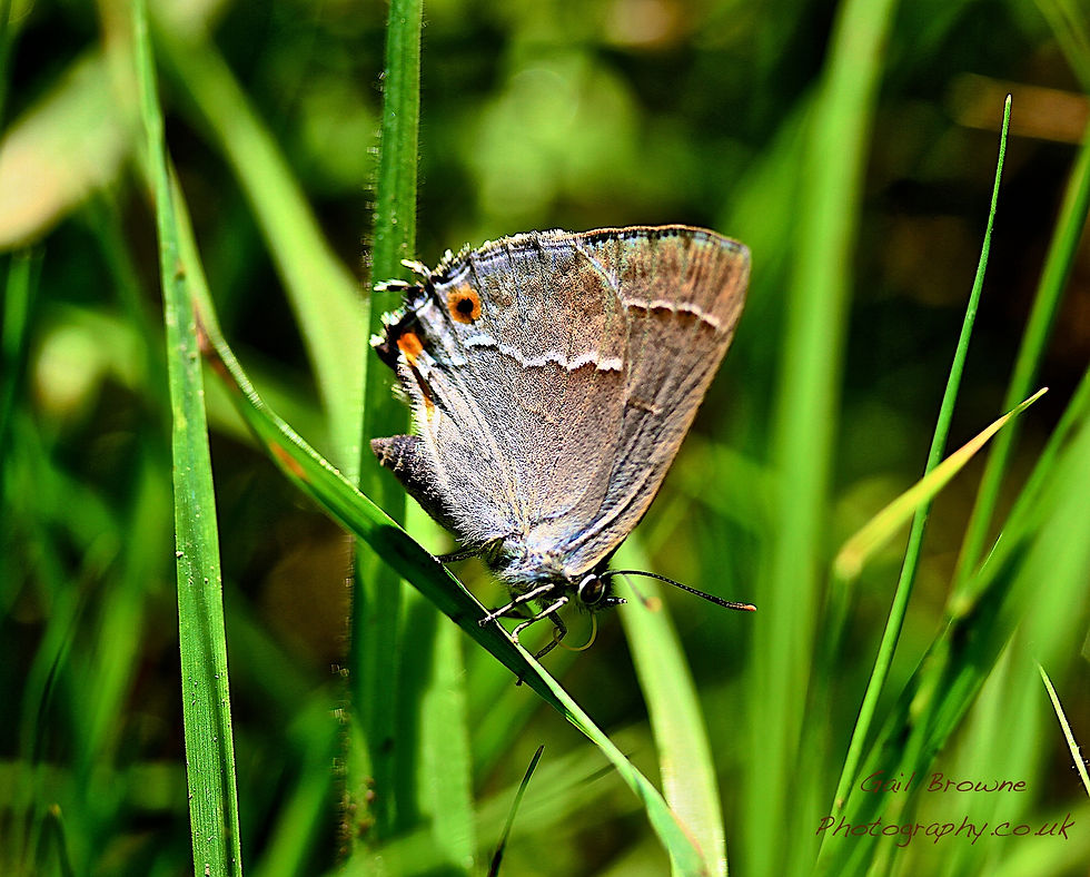 Purple Hairstreak (Male)