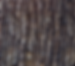 Tree Bark (1)