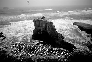west coast gallery piha auckland art exhibition artist ted scott photographer painter