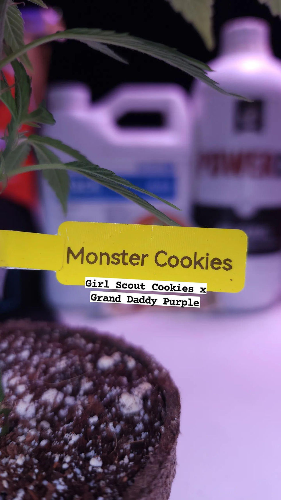 Monster Cookies (Girl Scout Cookies x Grand Daddy Purple) Pig Tail